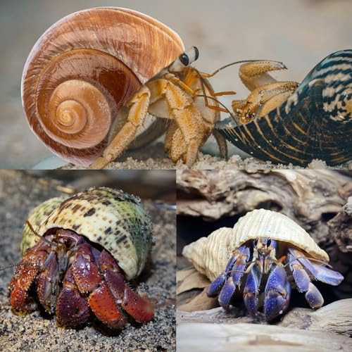 5 Conchas De Cangrejo Ermitaño Medianas Y Grandes | Tamaño D