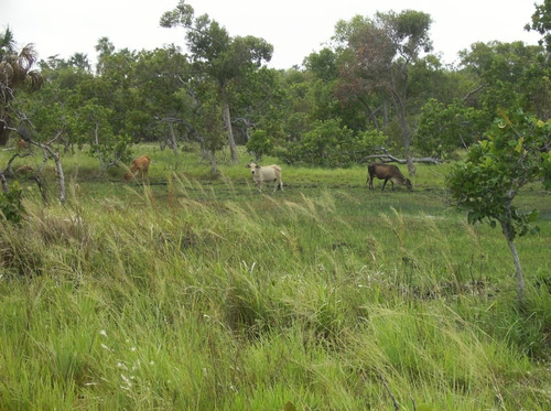 Imagen 7 de 12 de 350 Hectareas De Tierra Parmana Espino Morichales Y Pozos