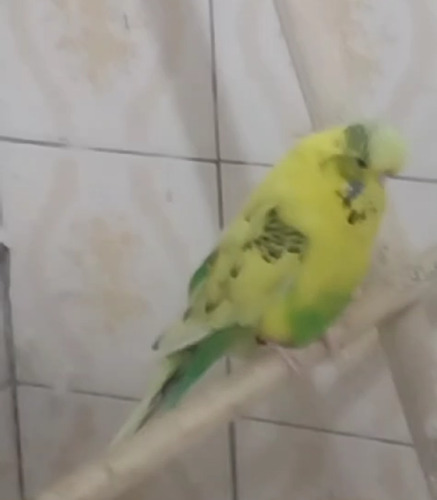 Aves Periquito Inglês (2 Casais) E Traga Alegria Pra Casa