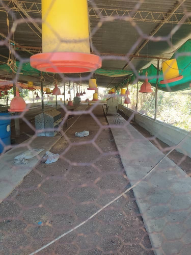 Imagen 5 de 30 de Se Vende Granja Cojedes Att-134 04125067379 04244900499