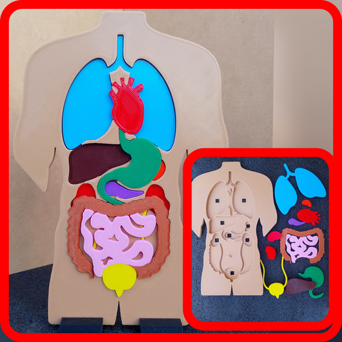 Modelo Educativo Encastrable De Órganos Del Cuerpo Humano 3d