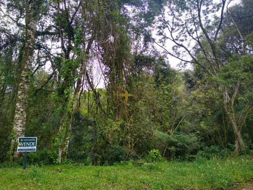 Imagem 4 de 4 de Terreno Em Canela - 756