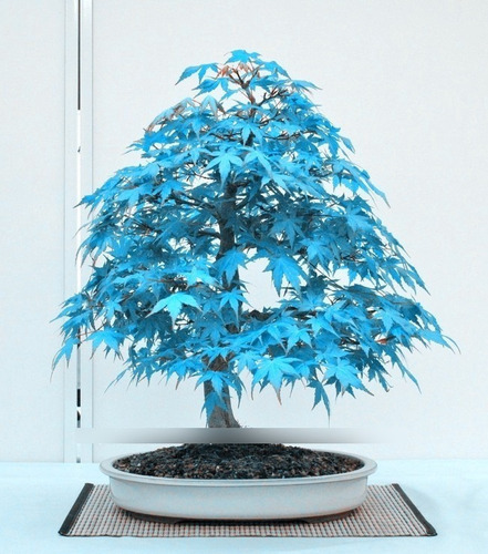 Bonsai Arce Celeste Japones - 5 Semillas