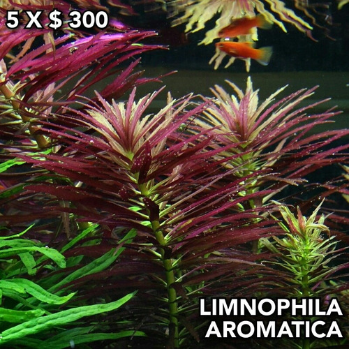 Limnophila Aromatica Red Planta Natural Acuario Plantado.