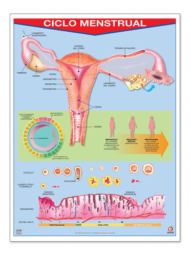 Poster Ciclo Menstrual Educatodo