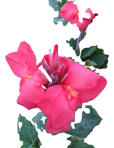 Flores Para Jardins (canna-indica) Biri - Vermelha Sbf-g002