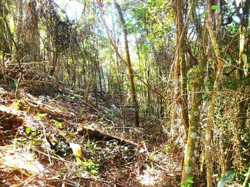 Imagem 3 de 6 de Terreno - Itaipava - Ref: 976 - V-976