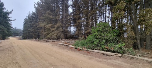 Imagen 6 de 9 de Los Pinos, Reñaca, Con Agua