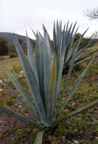 Semilla Agave Americana Oaxacensis Sierra Negra