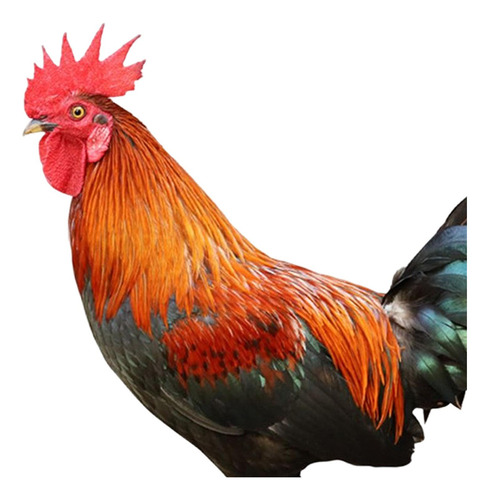 Mz Estacas De Jardín Con Estatua De Animales De Gallo,
