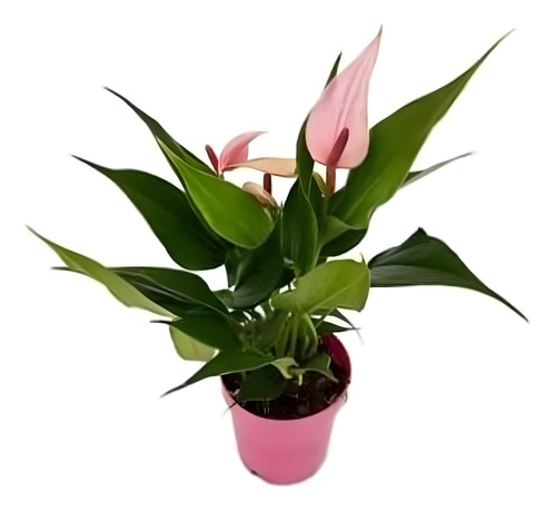 Mini Antúrio Rosa Planta Natural Adulta Com Vaso Flor Linda