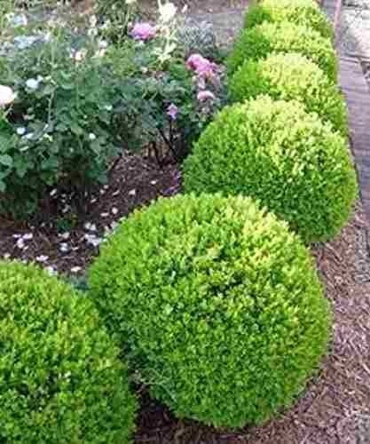 Buxus Sempervirens Bocha 40/50cm Diametro 20lts