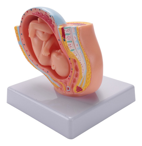 Embarazo Humano Desarrollo Fetal, Noveno Mes, Pelvis Embrion