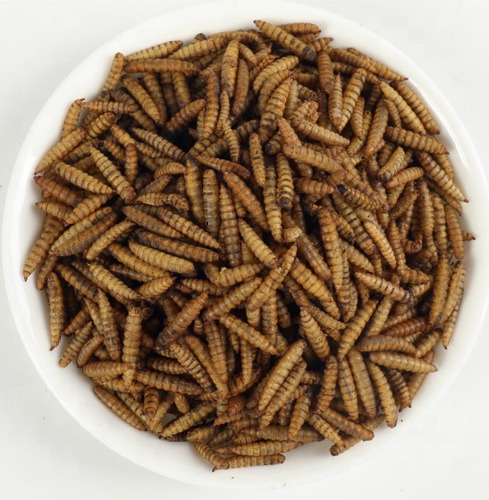 Larvas De Mosca Soldado 50g Para Erizos ,tortugas,peces, Etc