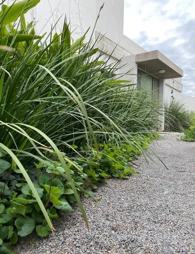 Paspalum Haumanii ! Gramineas Nativas, Gigantes !!!