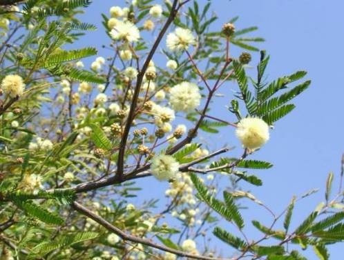 Garabato Negro Macho Acacia Furcatispina Árbol Nativo (Usado)