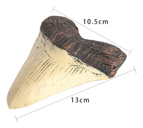 Megalodon Tooth Fossil Dente Gigante Representante De Res