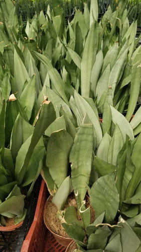 Imagen 3 de 3 de Sansevieria White Snow Planta Gigante Fotos Reales