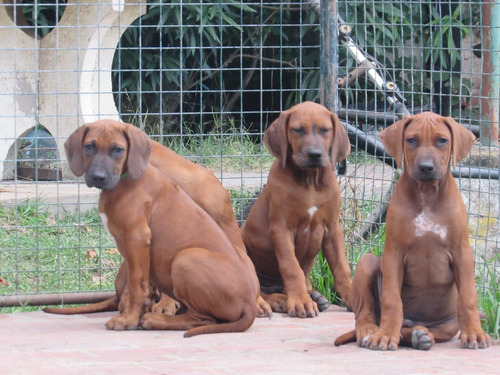 Rhodesian Ridgeback 