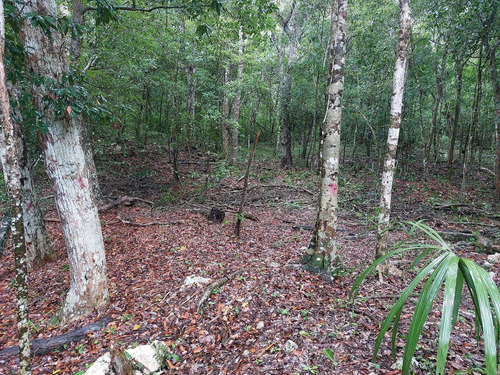 Lote Ecològico En Venta A 8 Minutos De La Estación Del Tren Maya Coba-tulum (1288)