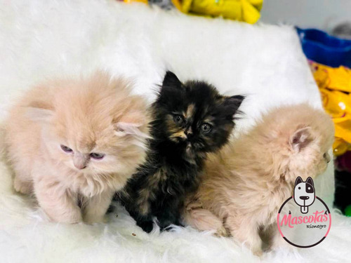 Imagen 4 de 5 de Espectaculares Gatos Persa Disponibles Mascotas Rionegro