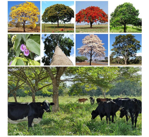 600 Sementes De Arvores Do Bioma Cerrado Para Mudas