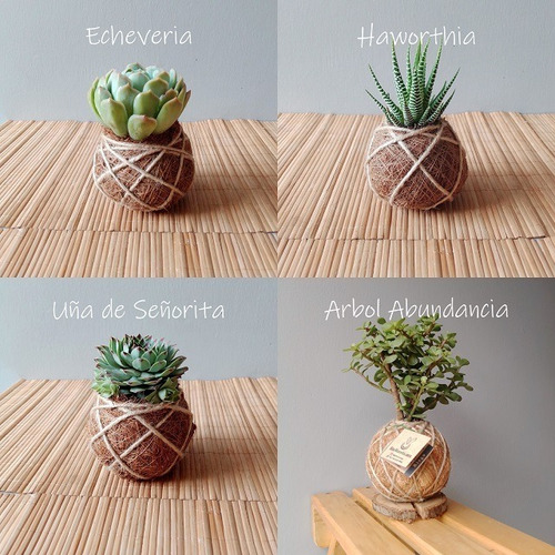 Imagen 4 de 4 de Kit Regalo Duo Suculenta Kokedama + Pulsera Amistad
