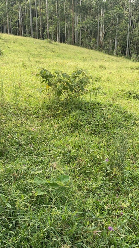 Imagem 12 de 27 de L38- Lotes Com Segurança E Otimo Valor