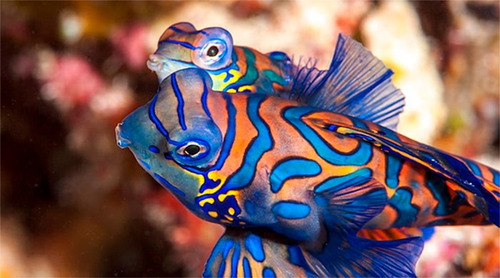 Pez Marino - Sychiropus Splendidus - Pez Mandarín