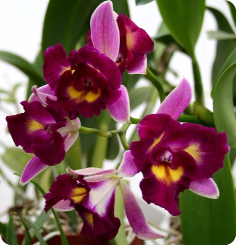 4 Cattleya Adulta 