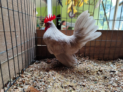 Gallito Kikiriki