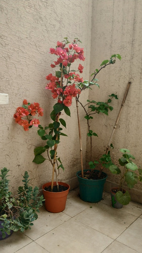 Alquiler Temporal En Flores. Min 3 Noches/ Max 30 Dias