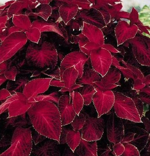 50 Semillas De Coleus Roja+instructivo 