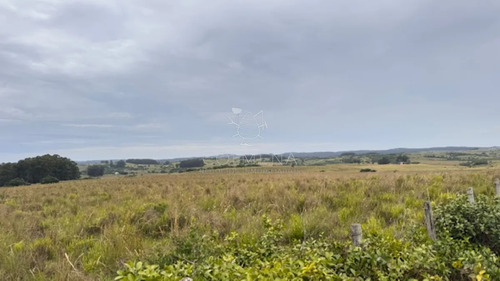 Campo 26 Has Sobre Camino Los Molles