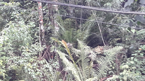 Imagem 13 de 14 de Serra Da Cantareira Terreno Possiblidade De Permuta Parcial