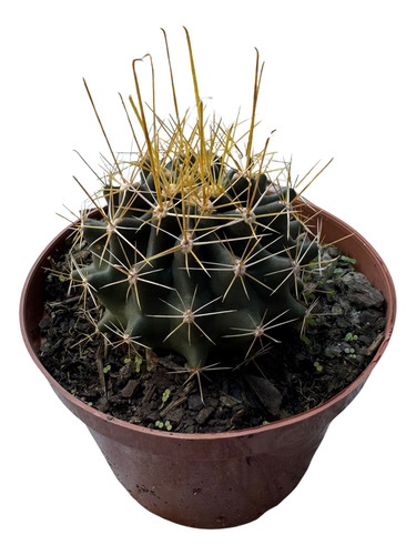 Muda Cacto Hamatocactus Sinuosus Espinhos De Anzol Sol Pleno