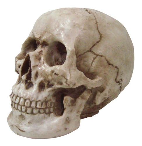 Crânio Caveira Skull Einstein Grande Decorativo Resina