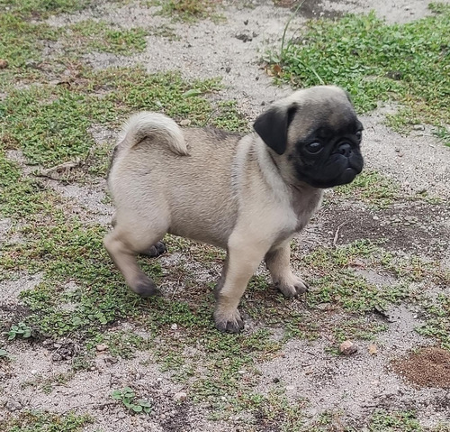 Cachorras Pug Ultimas 2 Hembritas Puras 