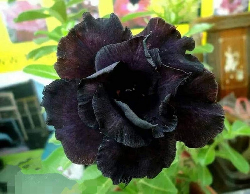 Adenium Color Black