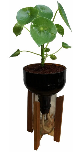 Peperomia Cuchara Little Plant 27 Con Soporte 