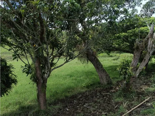 Se Vende Finca Vía Barragan - Rio Verde