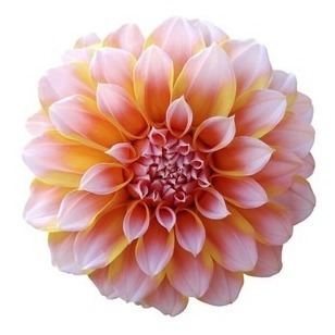 06 Bulbos De Dálias Variadas - Dahlia - Flores Mudas | Parcelamento sem juros 06 Bulbos De Dálias Variadas - Dahlia - Flores Mudas | Parcelamento sem juros