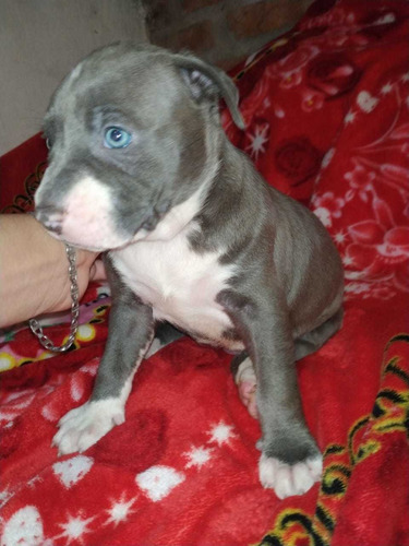 Cachorros Pitbull Blue 