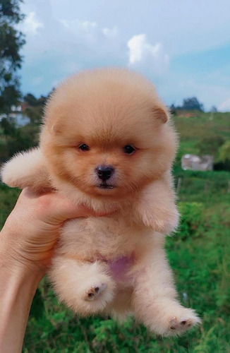 Cachorro Pomeranian Cara De Oso Armenia Animal Pets Colombia
