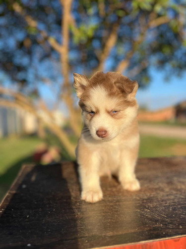 Husky Siberiano Macho