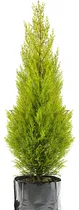 Comprar Ciprés Limón 150cm, Pino Limón, Pino Con Aroma, Cedro Limón
