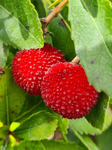 Madroño Árbol Frutal 2 Metros Despacho Solo A Rm A Convenir