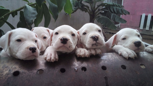 Filhotes De Dogo Argentino