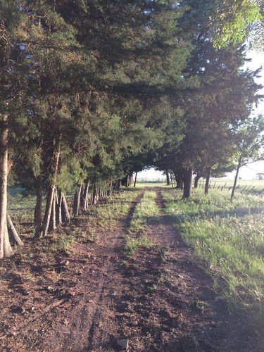 Imagen 7 de 17 de Campo De 10 Hectareas A 1500 Mts De Ruta 39 Con Chalet 4 Amb U$s180.000