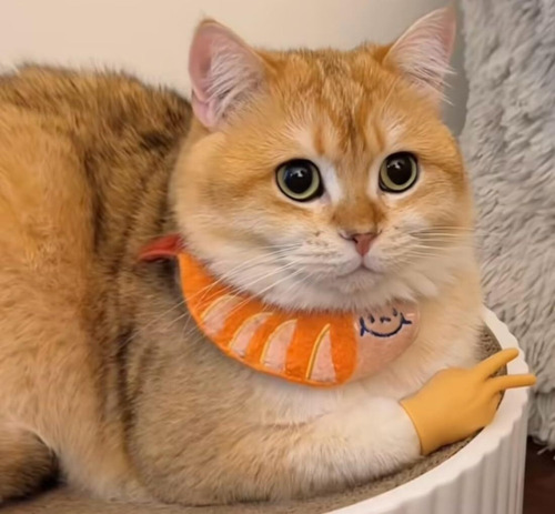 Guantes For Gatos, Divertidos Y Peculiares Mini Yemas De